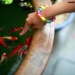 How to Feed Betta Fish While on Vacation