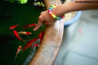 How to Feed Betta Fish While on Vacation