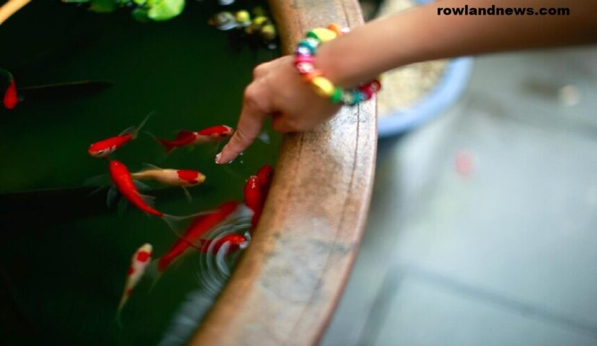 How to Feed Betta Fish While on Vacation